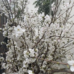 桜　枝の画像