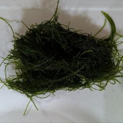 南米産ウィローモス