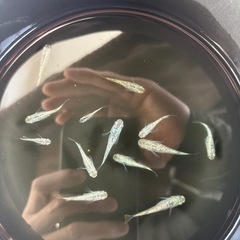 サボテンメダカ
