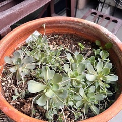 【子持ち蓮華】ガーデニング  植物