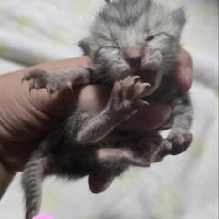 6匹の子猫 【受付停止中】
