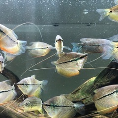 パールグラミー４ヶ月　熱帯魚の画像