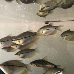 パールグラミー４ヶ月　熱帯魚