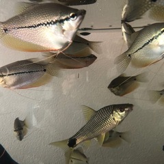 パールグラミー４ヶ月　熱帯魚の画像