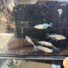 スペードメダカの画像