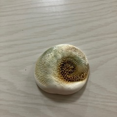 サザエの蓋の画像