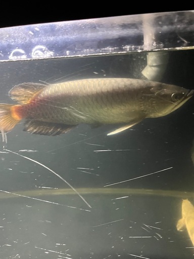 アロワナ　ノーザンバラムンディ