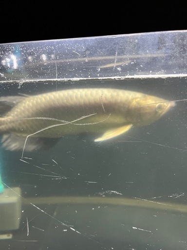 アロワナ　ノーザンバラムンディ