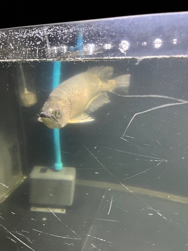 アロワナ　ノーザンバラムンディ