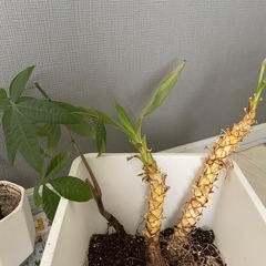 ユッカ　エレファンティペスとパキラ