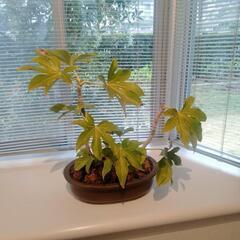 いい感じの鉢植え『ヤツデ』