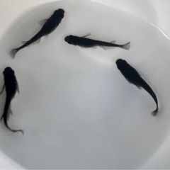 めだか【オロチ】メダカの画像