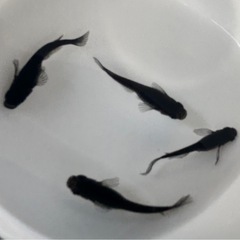 めだか【オロチ】メダカの画像