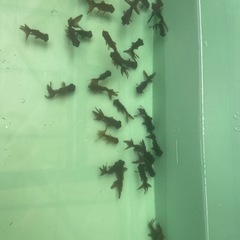 黒出目金