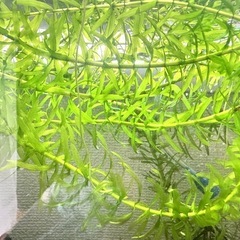 アナカリス(水草)