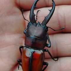 【激安 レア離島種】オキノエラブノコギリクワガタ ♂2♀1 3頭...