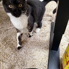 新しい家族を探し中　