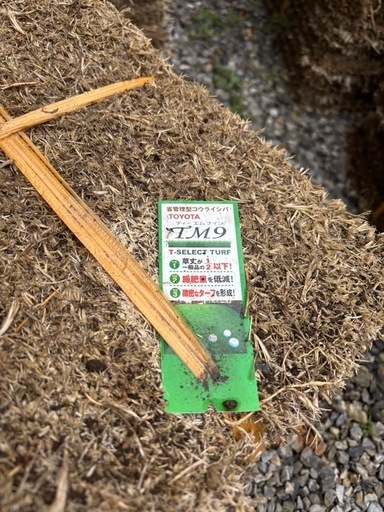 【最終値下げ！】　芝生 天然芝　高麗芝 TM9 8束