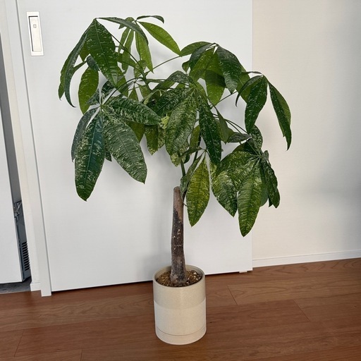 〓取引完了〓観葉植物｜パキラ ミルキーウェイ｜ACTUS鉢