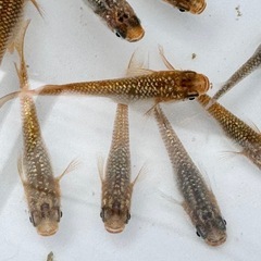 メダカ　月弓　めだか11匹 