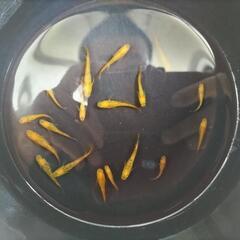オレンジラメメダカ