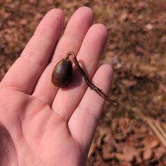 ナラの木苗木
