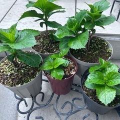 紫陽花苗④