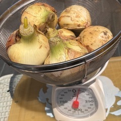 訳アリ、Mサイズ、新玉ねぎ、50円より