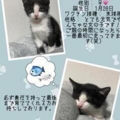 ドタキャンの為、里親さん再募集
