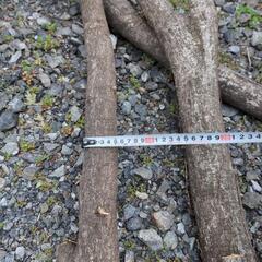 キャンプ、焚き付け、枝4本の画像