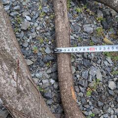 キャンプ、焚き付け、枝4本の画像