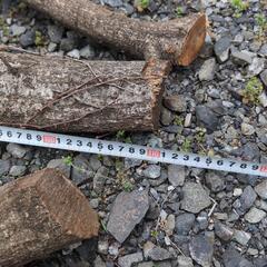 キャンプ、焚き付け、枝4本の画像