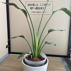 ストレリチア（レギネ）