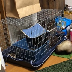 取引中　　
フェレットゲージ