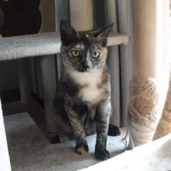 チャーミングな女の子　リゼ　ほぼ成猫