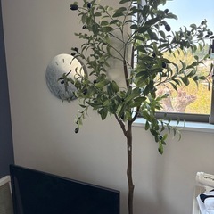 観葉植物　造花の画像