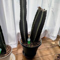 柱サボテン　
