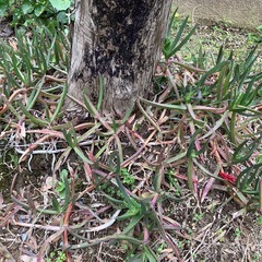 バクヤギク（莫邪菊）の画像