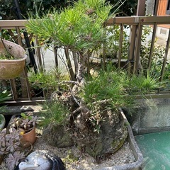 盆栽