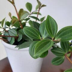 【観葉植物】ペペロミア・フォッレット