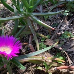 バクヤギク（莫邪菊）の画像