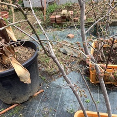 ブルーベリー　大株二株セットの画像