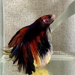 ⑯ベタ♂ハーフムーン？の画像