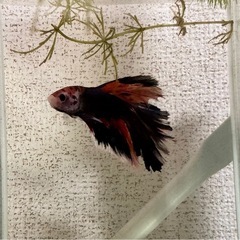 ⑯ベタ♂ハーフムーン？の画像