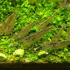 ヤマトヌマエビ50匹　水槽　アクアリウム　熱帯魚　水草　餌