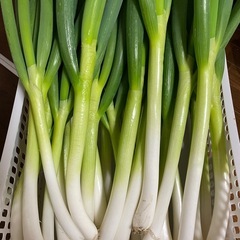 訳ありネギ3〜4本