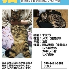 猫が脱走してしまいました。