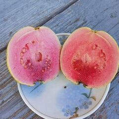 グァバ、ばんじろう（大玉）写真更新6月20日の画像