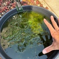 オオカナダモ　アナカリス　メダカ　水草の画像