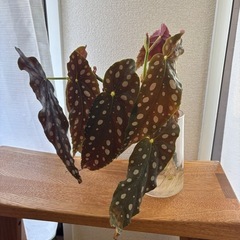 ベゴニア　マクラータ　観葉植物